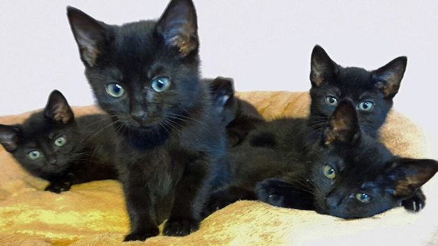5 black kittens 1 with 4 white boots can be seen with mum