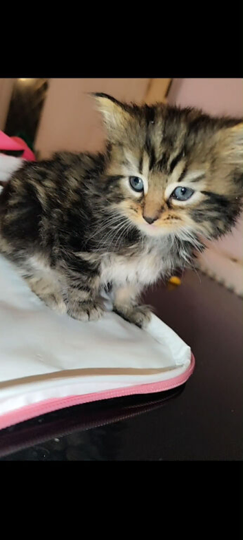 Kittens for sale