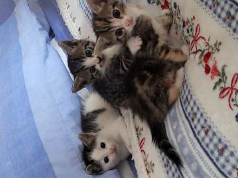 Kittens ready now 8 weeks old
