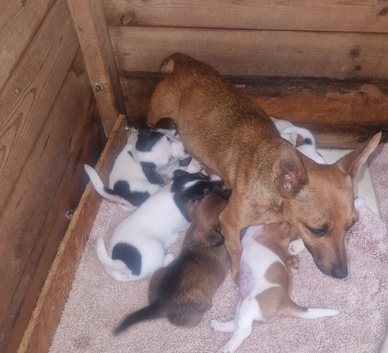 Beautiful traditional jack Russell's