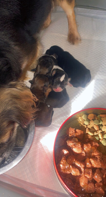 Here is are 4 beautiful baby&rsquo;s one white sporty boy and 1 black girl and 2 chocolate girls