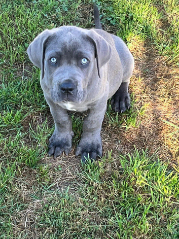 Beautiful Neo Mastiff