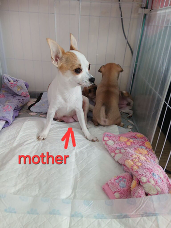 4 Chihuahua puppies