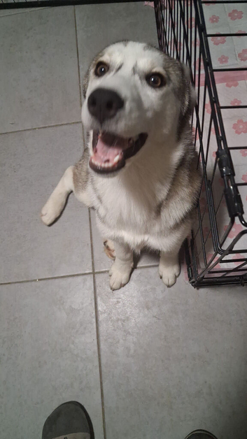 5 month old pup