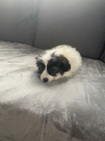 Jackapoo