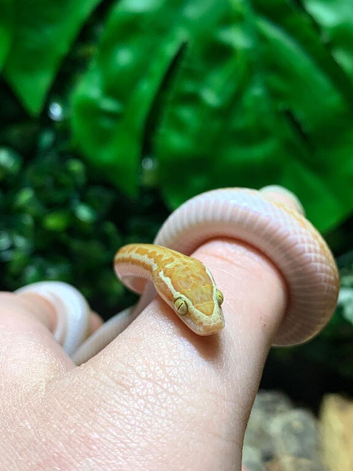 Albino African House Snake at Birmingham Reptiles