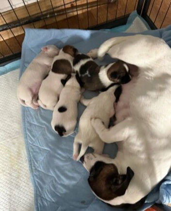 Adorable 7-Week-Old Jack Russell Puppies &ndash; 3 Girls & 2 Boys Ready for Their Forever Homes