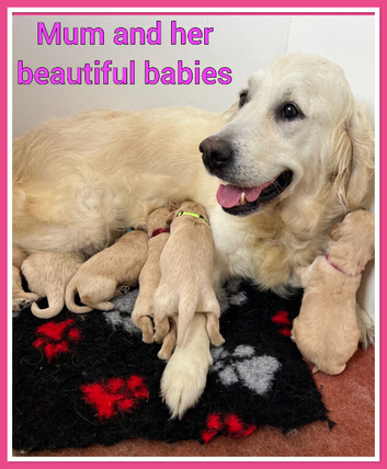 STUNNING F1 MINIATURE GOLDENDOODLES