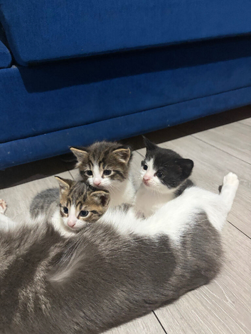 Kittens for sale