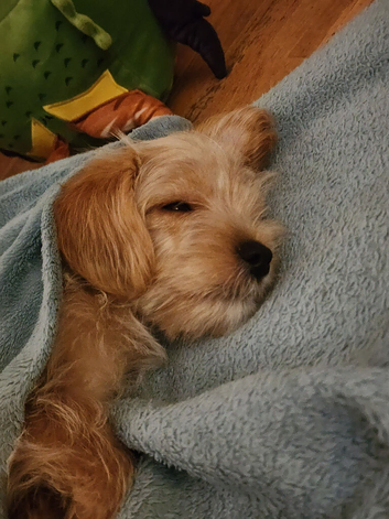 Playful Yorkipoo puppy boy 15 weeks