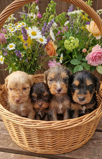 Stunning toy cockerpoo puppies