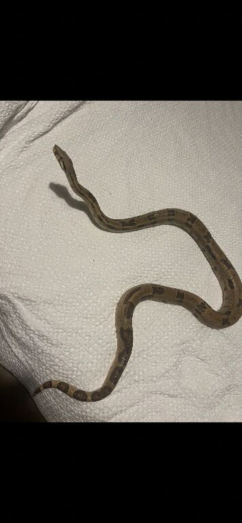 Multiple snakes to rehome