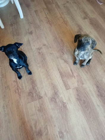2 beautiful 11 week old puppies
