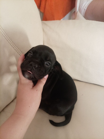 Beautiful 8 week old male French bulldog pup