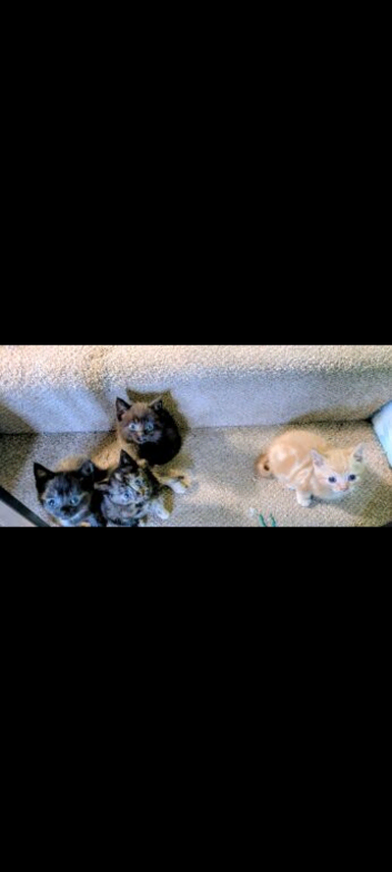 4 beautiful little kittens 8 weeks ready to go