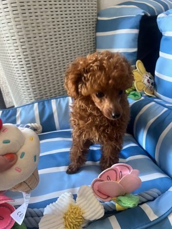 Tiny poodle asian boy