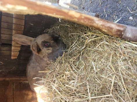 2 adult rabbits