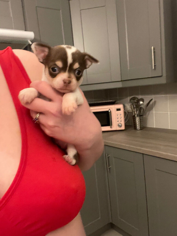 Chihuahua FEMALE