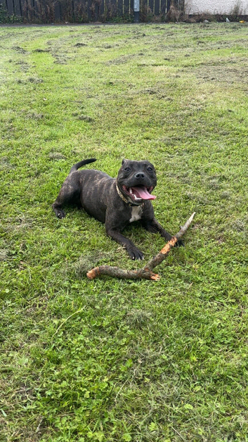 Staffy