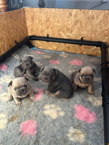 Kc reg & genetic tested French bulldog pups