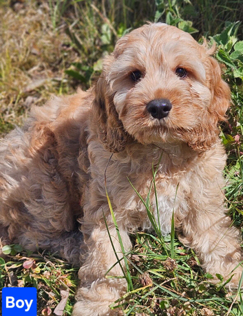 Lovely cockapoo x cockailer puppies for sale