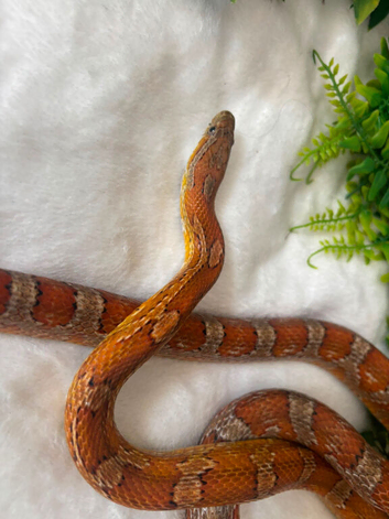Tango the corn snake
