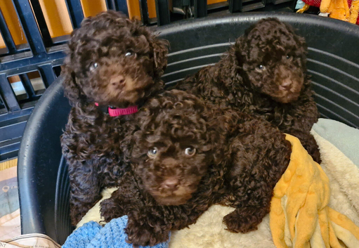 Gorgeous KC REG chocolate toy poodle pups