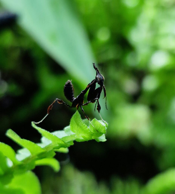 2nd/3rd/4th instar Ghost mantis