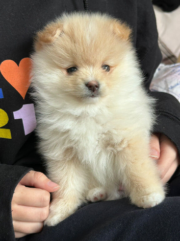 Beautiful pomeranian puppies