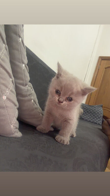 BRITISH SHORTHAIR KITTEN FOR SALE