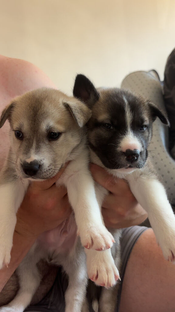 Rescued Husky cross puppies need a loving home