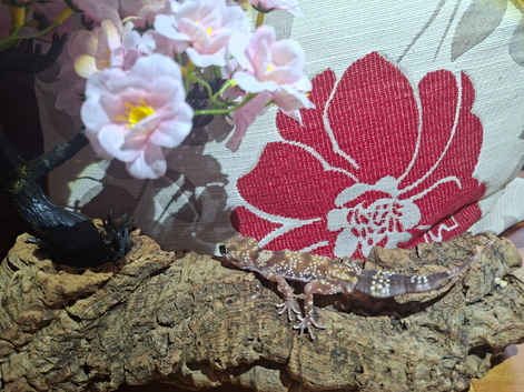 Male Australian Barking gecko