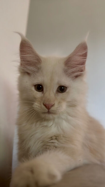 Cream Red Maine Coon Kitten- ready to leave