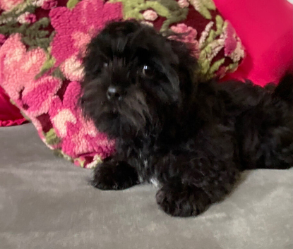 Miniature Male Poodle cross Shih Tzu