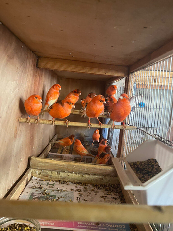 Red factor canaries in East Sussex