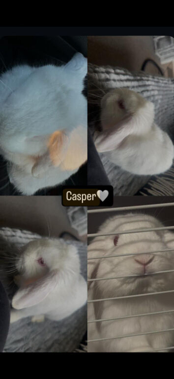 REW albino mini lop