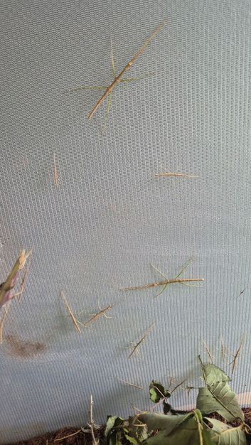 Lots of baby stick insects for rehoming