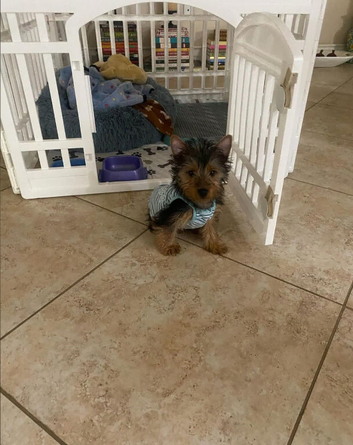 Two Yorkshire terrier pups