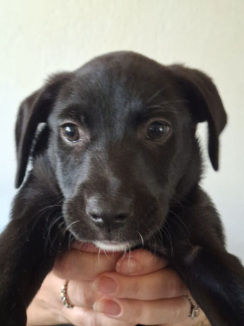 Patterdale X Welsh collie