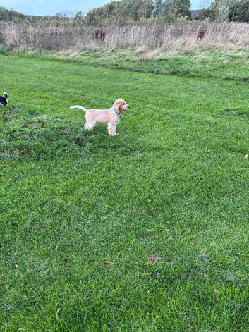 Cocker spaniel boy