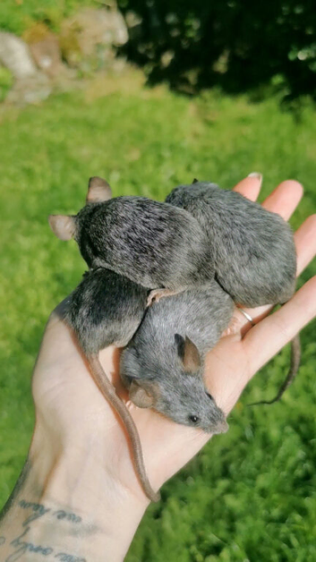 Big lot of mice