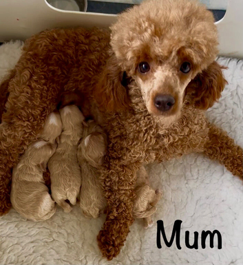 F1 Maltipoo Puppies Extensively Tested Parents