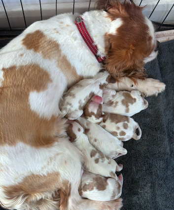 Cavalier puppies