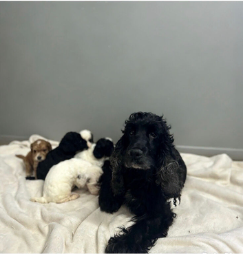 Beautiful cockapoo puppies ready on 7th November