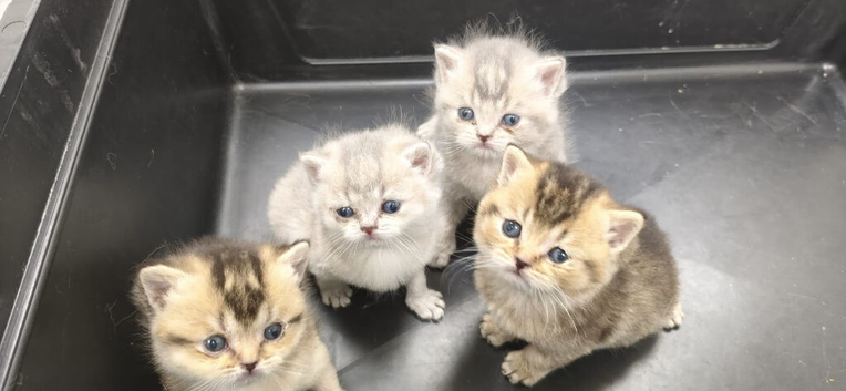 GCCF (pedegree) BI - colour kittens - green eyes