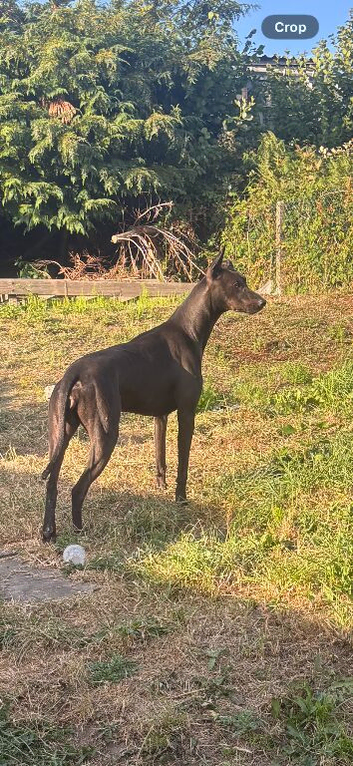 bull greyhound