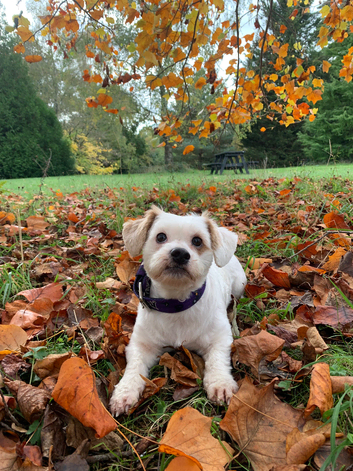 Maples dog walking adventures!