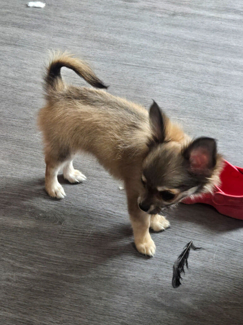 Stunning chihuahua girl available