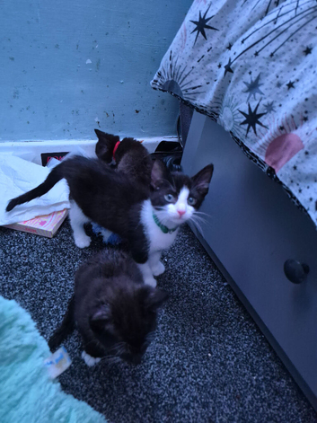Kitten for sale