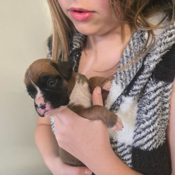 Boxer pups